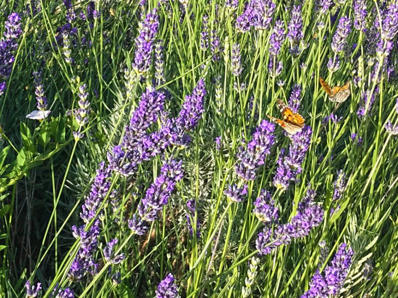 Agricultural-tour Croatia DMC - aromatherapy workshop