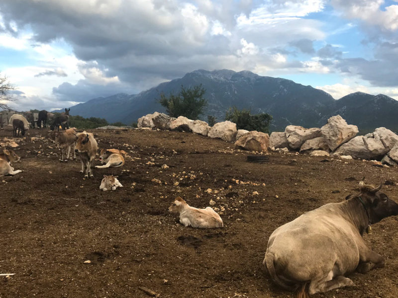 Croatia DMC Agricultural programme - Visit to a local farm